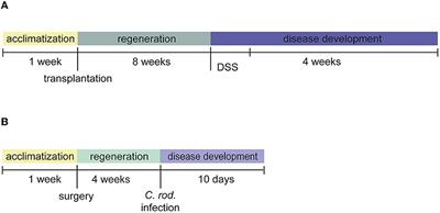 Grimace scale assessment during Citrobacter rodentium inflammation and colitis development in laboratory mice